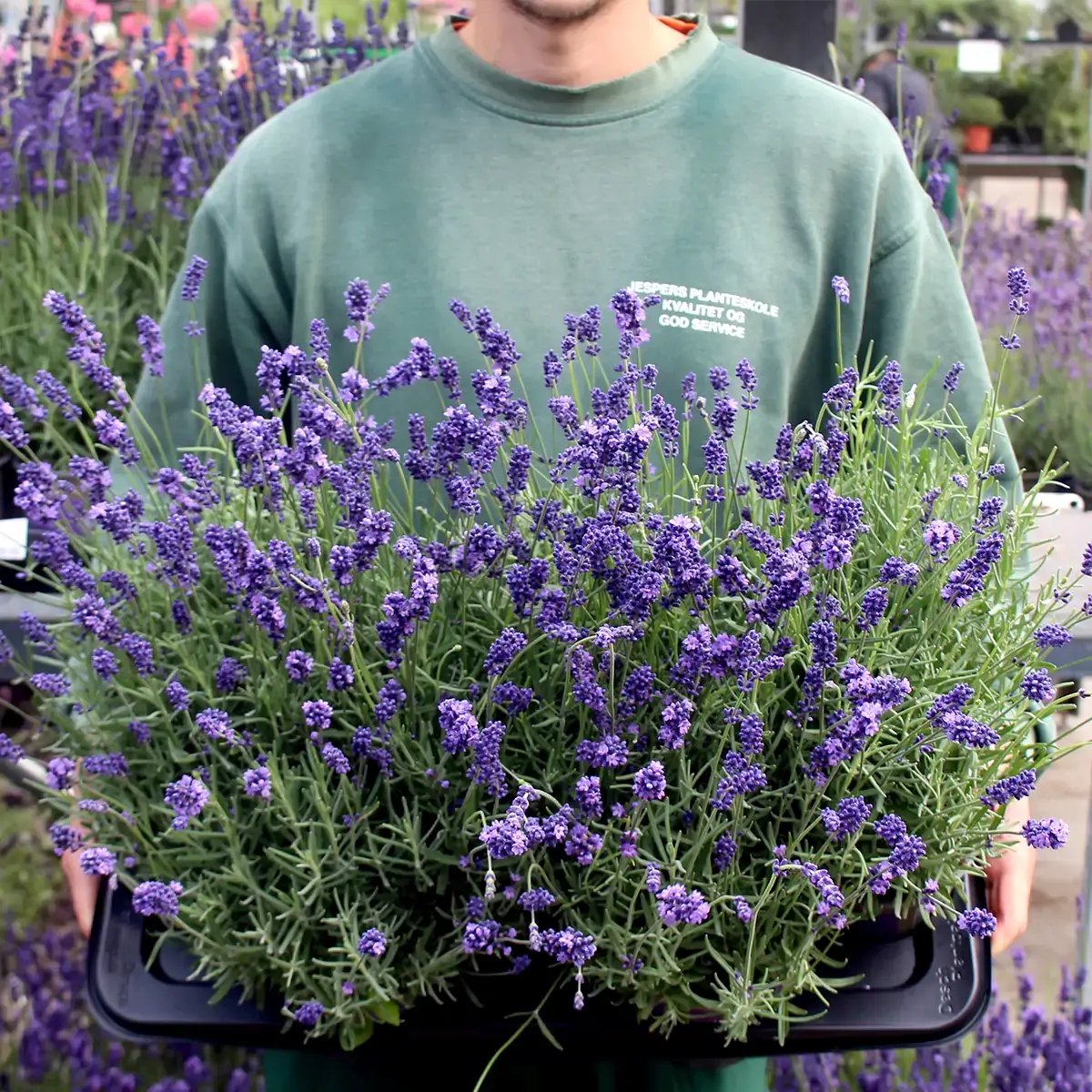 lavendel_hidcote_10_stk.jpg